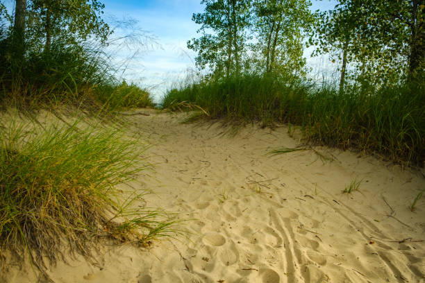 istock Walking path on sand dune, between trees and beach grass, leading to water 1218653887