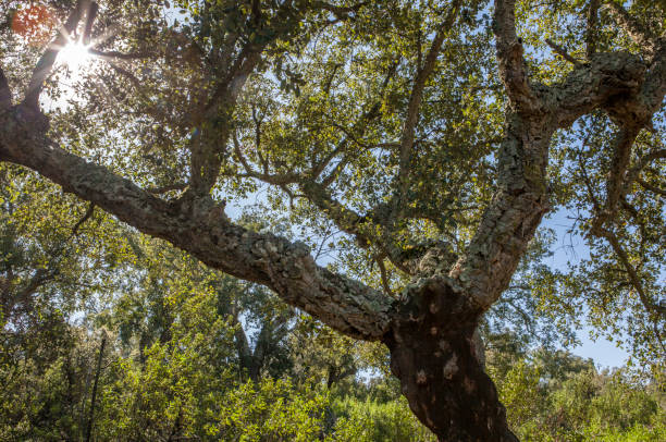 istock Cork Oaks forest at Cornalvo, Extremadura, Spain 1218653919