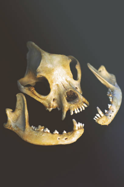 istock Dog remains skull and jaw 1218654062