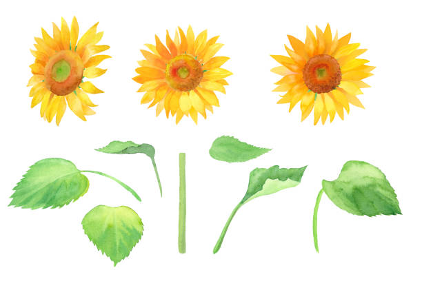 Girasoles Vectores Libres de Derechos - iStock Girasoles Vectores Libres de Derechos - iStock