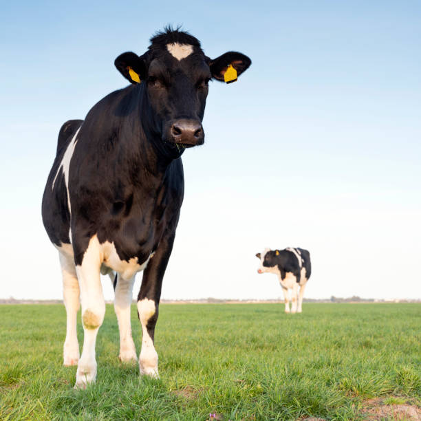 istock black and white cows in green grassy meadow under blue sky in holland 1218660519
