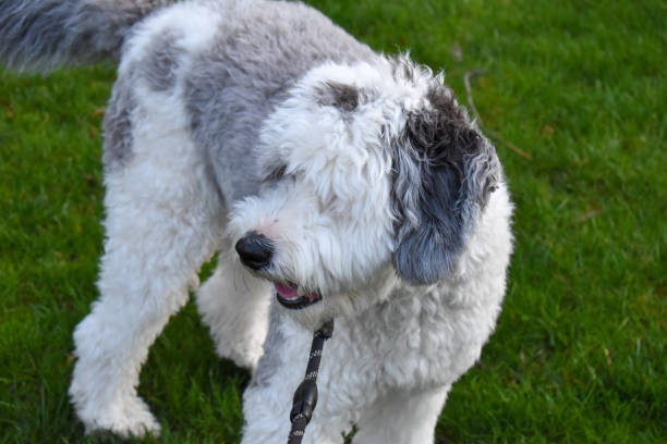 istock Sheepadoodle Puppy In Grass With A Leash On 1218660557