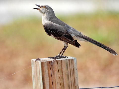 Northern Mockingbird - profile