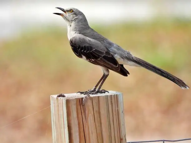 Photo of Northern Mockingbird (Mimus polyglottos) singing on a wood post