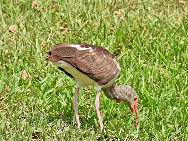 istock White Ibis (Eudocimus albus) juvenile foraging in the grass 1218662734
