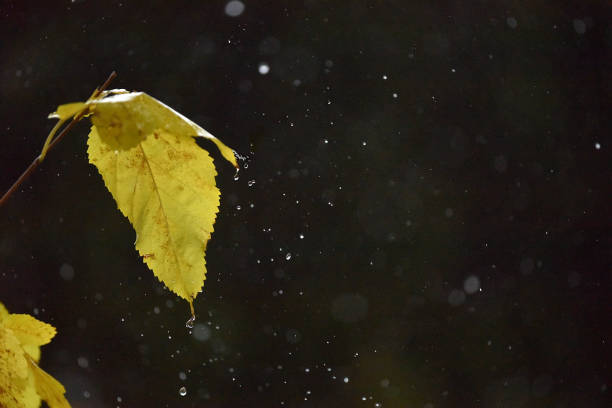 istock Green Leaf in the Rain 1218662944