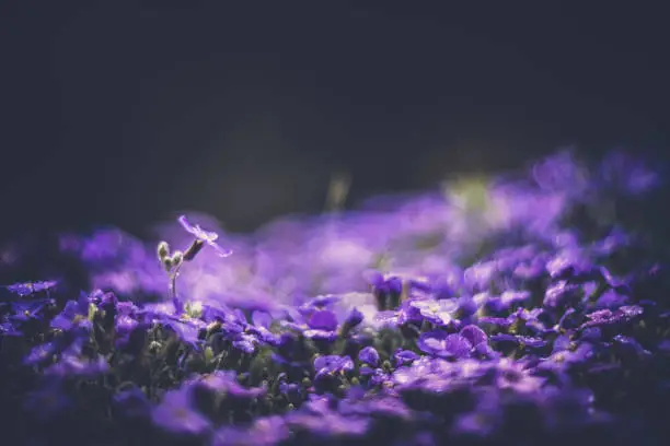 Aubrieta small purple spring flowers
