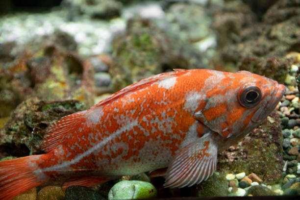 istock Vermillion Rockfish in aquarium 1218666318