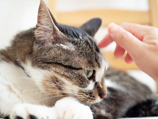 istock touch  a cat sit on the chair at home 1218671200