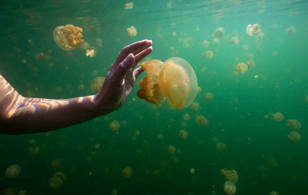 lago de medusas en palau - jellyfish sea green underwater fotografías e imágenes de stock