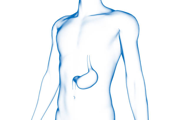3D illustration of human stomach, internal organ. Medical 3D illustration. Isolated on white background.