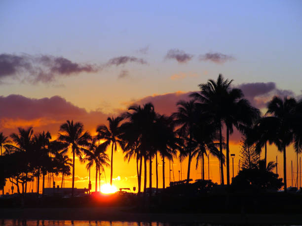 istock Sunsets through Coconut trees over with light reflecting on lagoon and illuminating the sky orange 1218674357