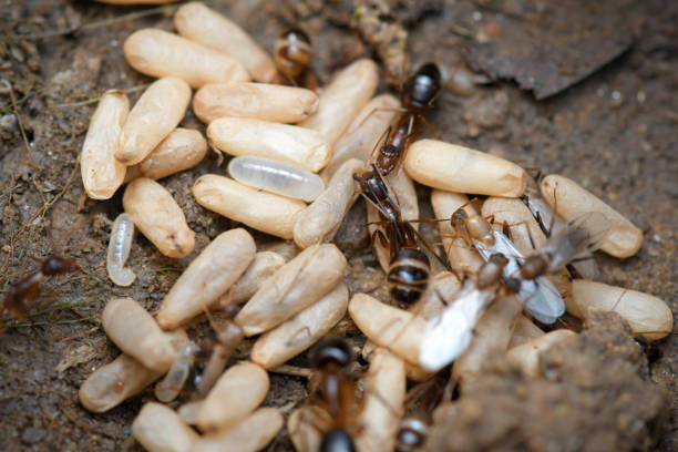 istock Black Ants with Eggs and Pupa in the nest on nature background. 1218674518