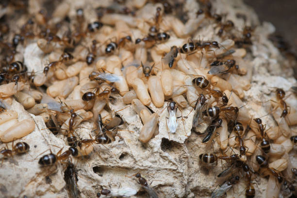 istock Black Ants with Eggs and Pupa in the nest on nature background. 1218674538