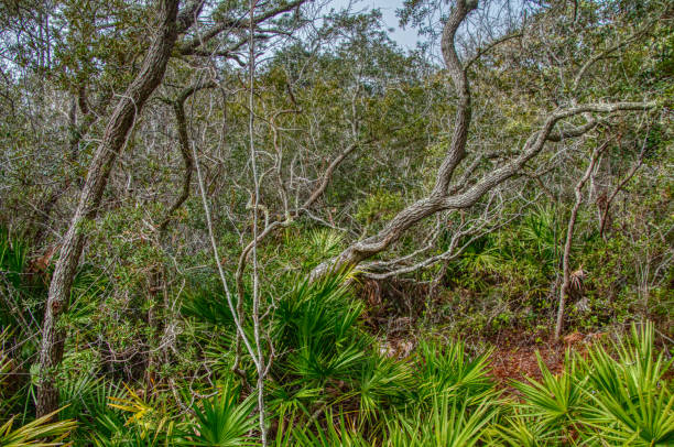 istock Deer Beach State Park is located in the Panhandle of Florida 1218676290