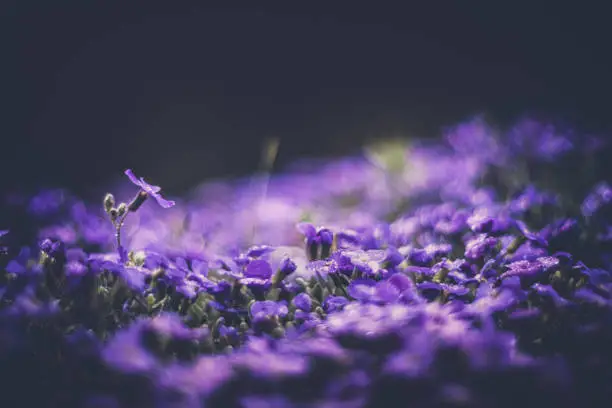 Aubrieta small purple spring flowers