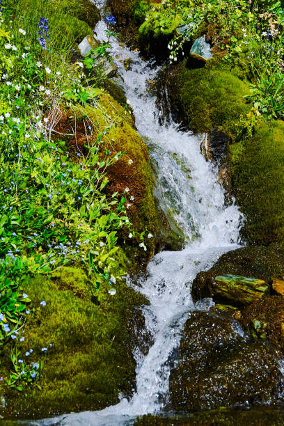 istock Mountain stream on summer day. Thin stream of river among moss, grass and stones 1218677259
