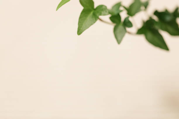 Close up photo of the rich green leaves of an English Ivy plant. Propagating a Green English Ivy Plant. A dark green English Ivy plant in bright natural light.\n\nEnglish Ivy is a lovely houseplant that grows quickly and is easy to propagate.