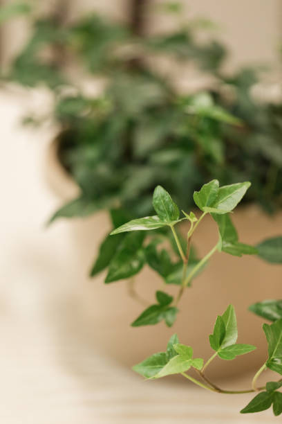 istock Green English Ivy Plant 1218678348