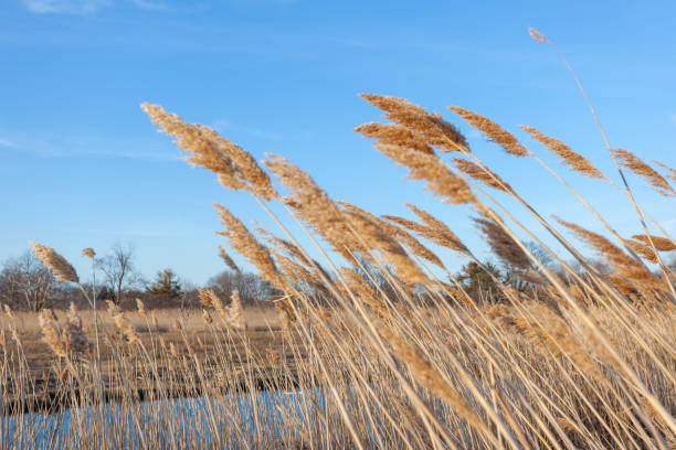 istock Beach Grass on a Sandy New England Beach 1218678486