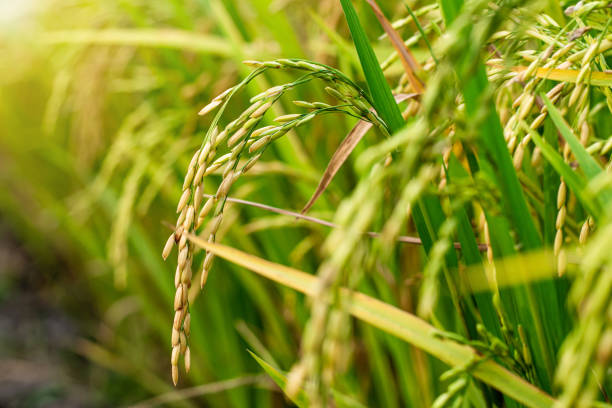 istock Close up of rice spike in rice field. 1218679573