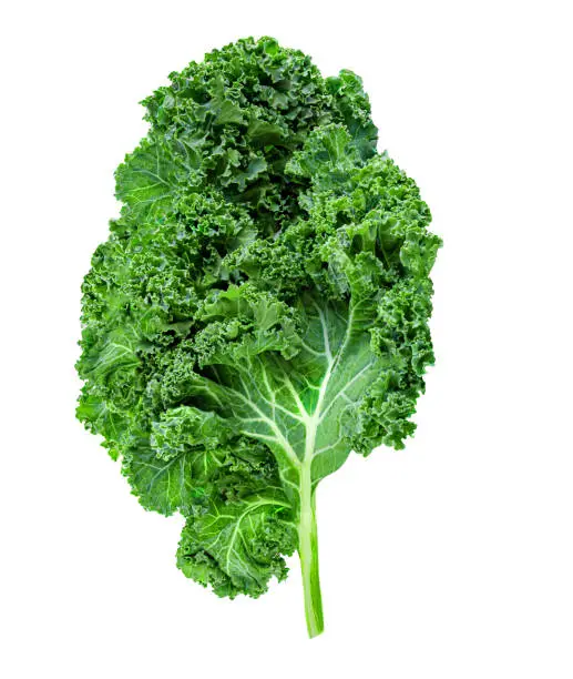 Photo of Fresh Kale salad isolated  on white background. Raw Kale curly leaves.  Food concept.