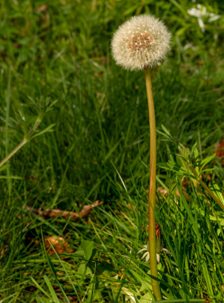 istock Dandelion Clock with seeds heads 1218680650