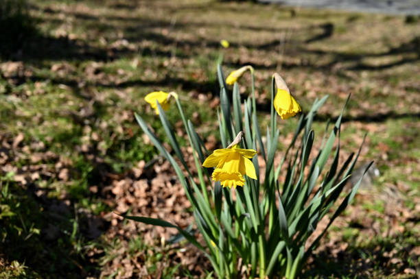 istock Bunch of Daffodils in Springtime Blossom 1218680700