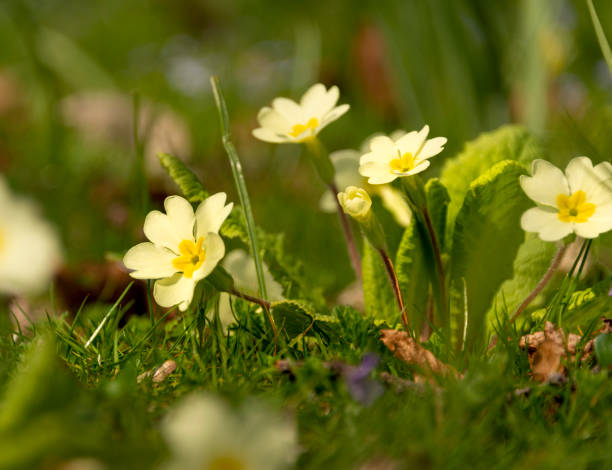 istock Yellow primroses growing in grass 1218681898