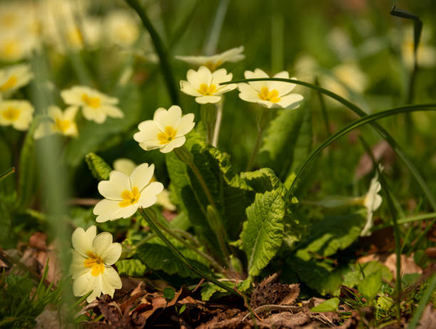 istock Yellow primroses growing in grass 1218681904