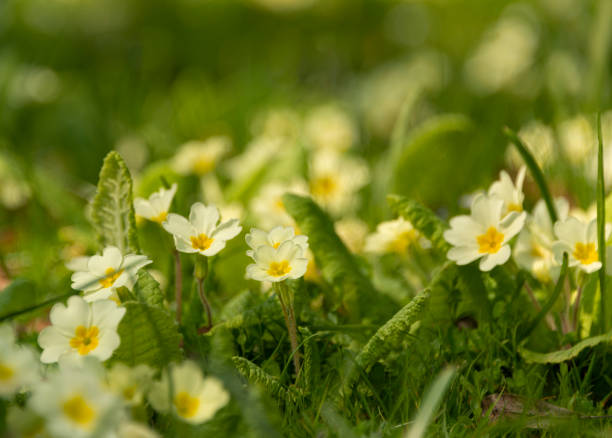 istock Yellow primroses growing in grass 1218681911