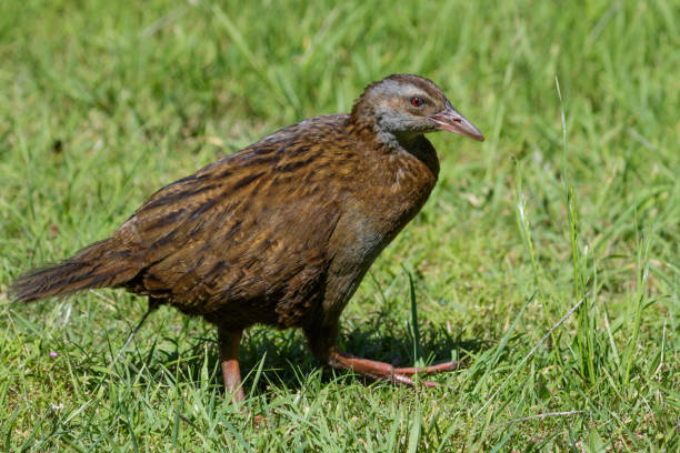 istock Weka - Gallirallus australis 1218685293