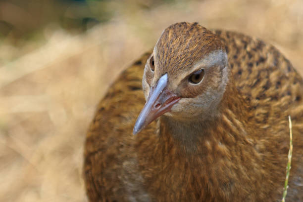 istock Weka - Gallirallus australis 1218685343