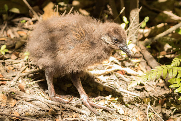 istock Weka - Gallirallus australis 1218685349