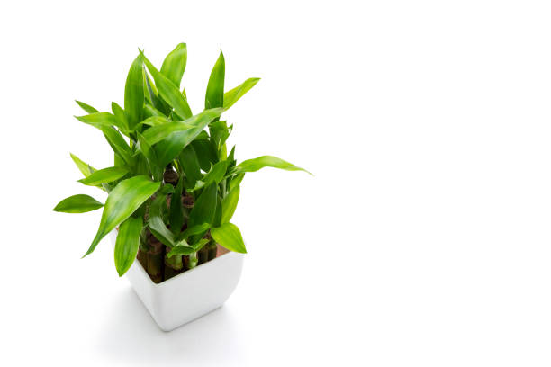 istock Plant isolated in a white background 1218686863