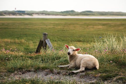Baby sheep sitting alone on sandy meadow on Sylt island, at North Sea, Germany. Lamb on green grass pasture, in nature reserve on Frisian island.