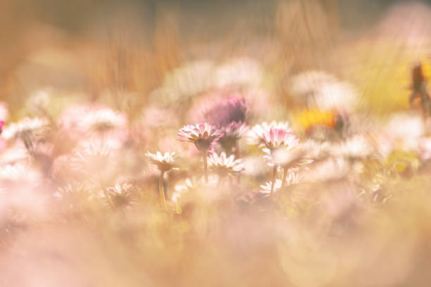 istock field of daisies 1218686939