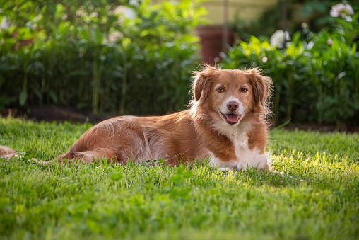 Nova Scotian Duck Tolling Retriever Rests in the Lawn on a summer evening. The grass is green and there is a flowerbed in the background out of focus. The sun is shinning from behind creating a nice glow on his read hair. He is making eye contact with the camera.