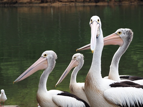 Closeup photo of several pelicans standing together on the edge of the Brunswick River in northern NSW Australia