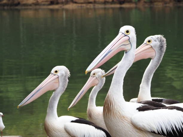 istock A Group of Pelicans on the Riverbank 1218687668