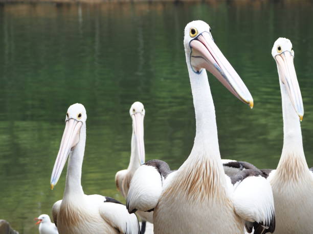 istock A Group of Pelicans on the Riverbank 1218687678