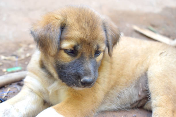 istock Brown puppy lying down on the floor, looking other way. 1218687904