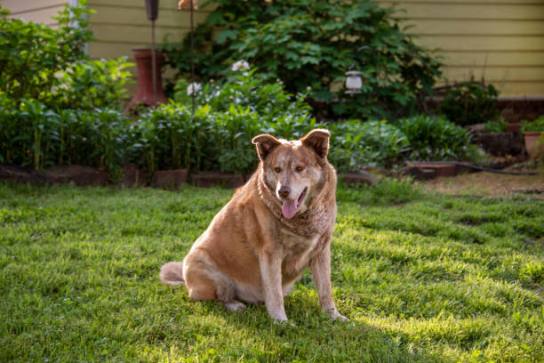 Large Mixed Breed Dog Resting in the Green Grass stock photo