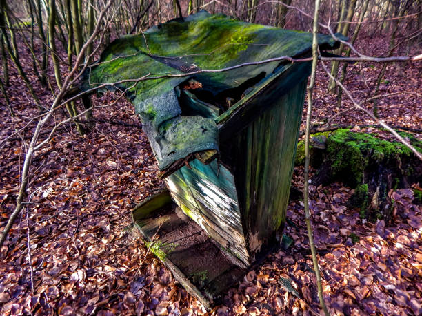 istock In the forest of Talkau 1218688773