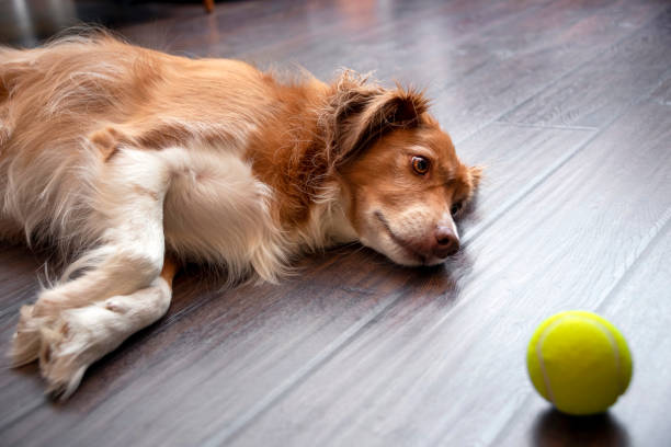 sad dog mira una pelota de tenis - sadness depression dog retriever fotografías e imágenes de stock