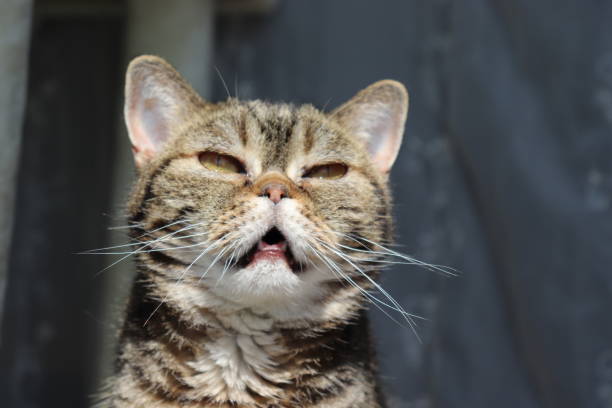 istock A cat with an atmosphere that speaks to something. 1218689625