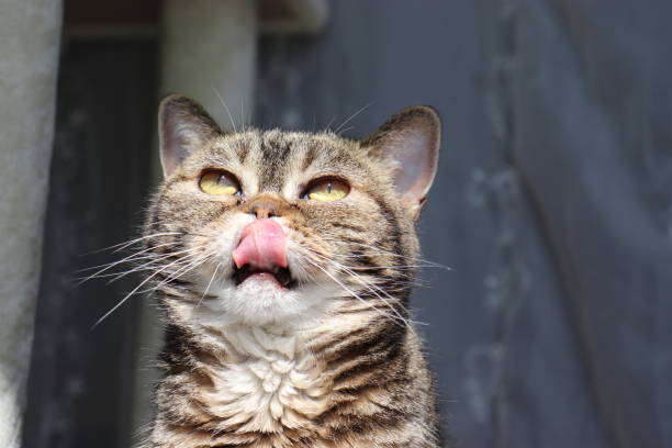 istock A cat pointing up and licking its nose. 1218689706