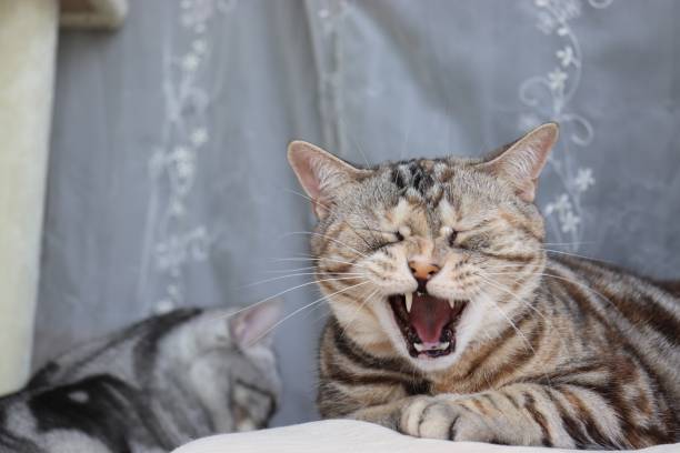 istock Yawning cat with funny face. 1218689741