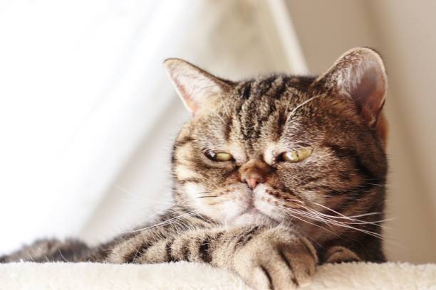 istock A cat with a scary face in a calm atmosphere. 1218689829