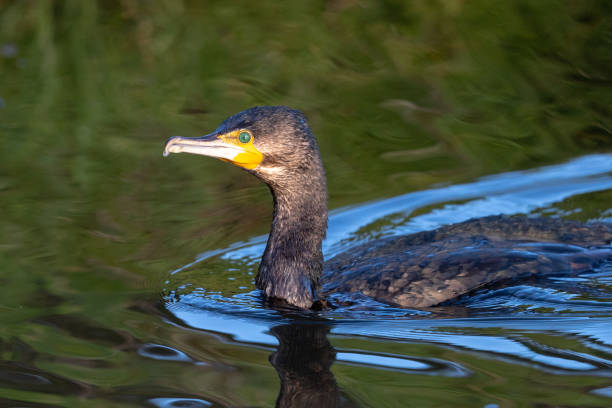 istock Great Cormorant / Black Shag - Phalacrocorax carbo 1218690723